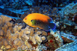 The Potters Angelfish is shy and hard to photograph. Here... by Stuart Ganz 